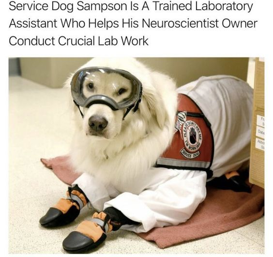 This is a viral wholesome meme featuring a real fluffy golden retriever service dog named Sampson. A clever forced perspective trick creates the illusion that Sampson is dressed as a human laboratory assistant: he wears safety goggles, his official service dog vest, and a white lab coat arranged with a pair of shoe/booties to look like he has human arms and legs sitting on a lab mat. The headline text explains Sampson is a trained service dog that assists his neuroscientist owner with laboratory work. The image is playful and wholesome, showing the cute cleverness of the working dog.