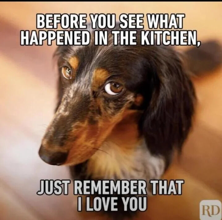 A close-up photograph of a dachshund dog with brown, black, and tan fur lying on a wooden floor. The dog has large, expressive eyes looking slightly upward, conveying a guilty or pleading expression. Overlaid text at the top reads 'BEFORE YOU SEE WHAT HAPPENED IN THE KITCHEN,' and text at the bottom reads 'JUST REMEMBER THAT I LOVE YOU.' This creates a humorous narrative implying the dog caused a mess in the kitchen and is preemptively apologizing to soften the reaction. A small 'RD' watermark is visible in the bottom right corner.