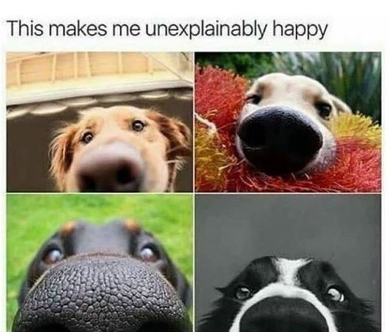 The meme features a line of text at the top reading 'This makes me unexplainably happy', followed by a 2x2 grid of four close-up photographs of dogs. Each dog is pressing their snout extremely close to the camera lens, making their noses look exaggeratedly large and prominent, with their eyes peeking out from above their snouts. The top left dog is under a porch overhang, the top right dog is holding a fuzzy red and yellow chew toy, the bottom left dog is outdoors on grass, and the bottom right dog is against a plain gray background. The images use forced close perspective for a funny, endearing, cute effect.