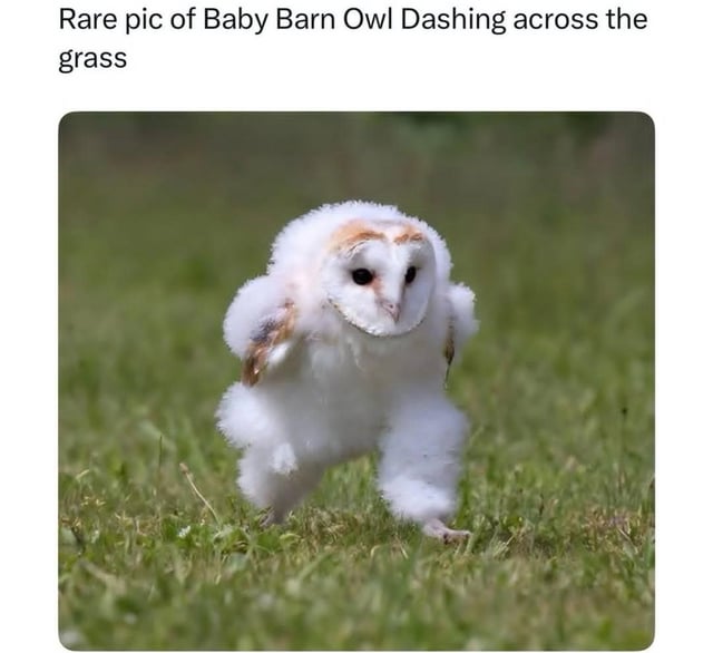This meme displays a digitally edited photograph of a fluffy white baby barn owl positioned over a green grass background. The owl has been edited to have large, fluffy cotton-like legs that create the humorous visual of the owl actively dashing or running across the grass. The caption above the image frames the edited picture as a rare genuine photograph, leaning into the absurdity of the fake running owl as a funny, cute gag.