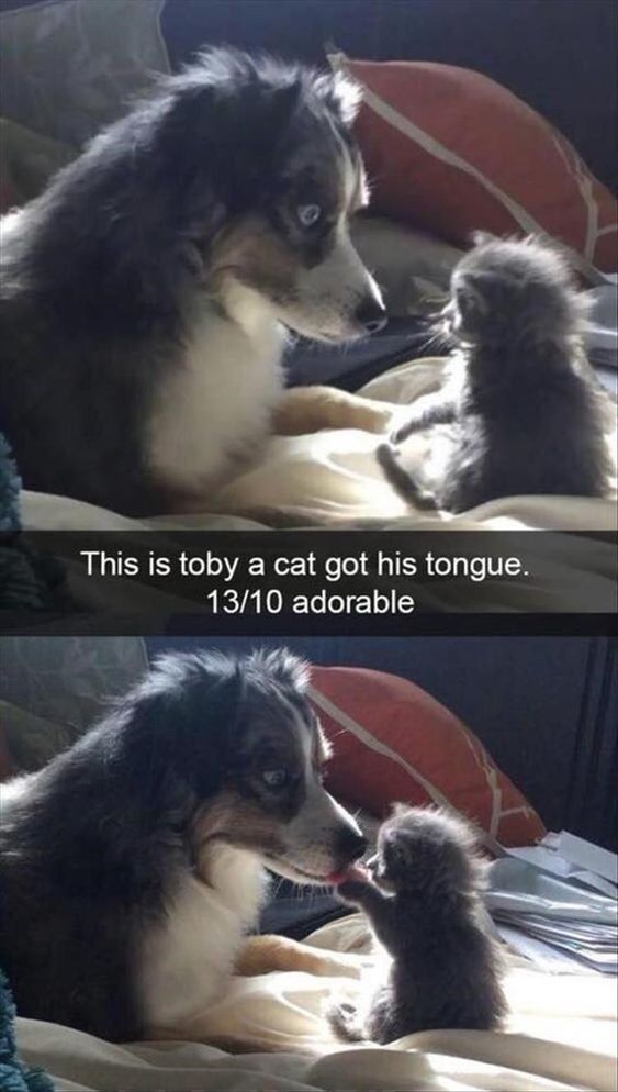 This two-panel wholesome meme depicts a gentle, cute interaction between a large fluffy merle dog and a tiny young gray kitten. The top panel shows the two animals facing each other on a bed, with overlaid text that reads "This is toby a cat got his tongue. 13/10 adorable". The text is a pun on the common English idiom "cat got your tongue", which refers to someone being unable to speak. The bottom panel delivers the literal visual punchline: the dog (Toby) has his tongue literally held by the kitten, with the kitten grabbing the dog's tongue and holding it in its mouth. The interaction is gentle and extremely adorable.