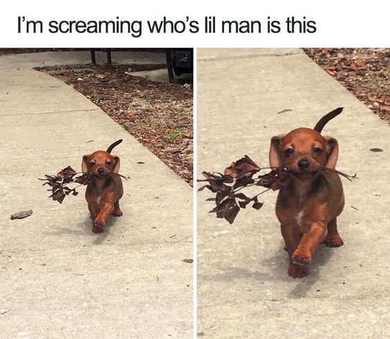 This is a two-panel wholesome animal meme. Overlaid text at the top of the image reads 'I'm screaming who's lil man is this', expressing excited adoration. The left panel shows a small brown dachshund-type puppy walking towards the camera on a paved concrete sidewalk, holding a large twig with multiple dry dead leaves in its mouth, with its tail raised happily. The right panel is a zoomed-in close-up of the same puppy, still proudly carrying the twig of leaves as it walks forward, looking directly at the viewer with an eager, proud expression, one front paw lifted mid-step. The entire meme conveys overwhelming affection for the endearing small puppy showing off its little found item.