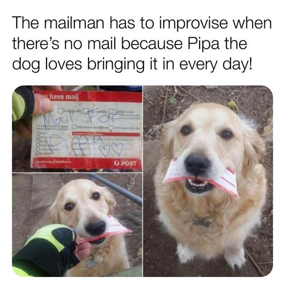 This wholesome collage meme features three photos centered around Pipa, a golden retriever who loves bringing mail inside. The top text explains that when there's no real mail, the mailman improvises by creating a fake notice just for her. 

1. The first image shows a hand holding a red 'no mail' notice edited to read 'Mail for Pipa' with small hearts, plus a 'POST' watermark.
2. The second image captures Pipa taking the fake notice from the mailman's gloved hand, looking eager.
3. The third image shows Pipa happily holding the notice in her mouth, looking proud and content.

The meme highlights a sweet, kind interaction between a mailman and a beloved pet, emphasizing small thoughtful acts that bring joy to animals.