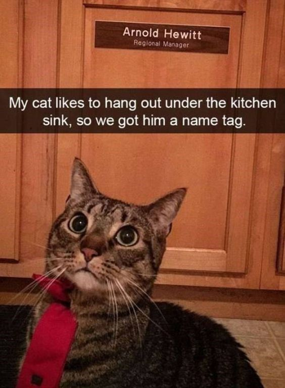 The image features a tabby cat with wide, curious, wide-eyed expression wearing a red formal necktie, sitting underneath a wooden kitchen sink cabinet. A custom name plate affixed to the cabinet door reads "Arnold Hewitt, Regional Manager". Overlaid text on the image states: "My cat likes to hang out under the kitchen sink, so we got him a name tag." The humor comes from the absurd, endearing choice to give the family cat a formal corporate job title as a playful "name tag" for his favorite resting spot, treating the pet as if he is an official member of household staff.