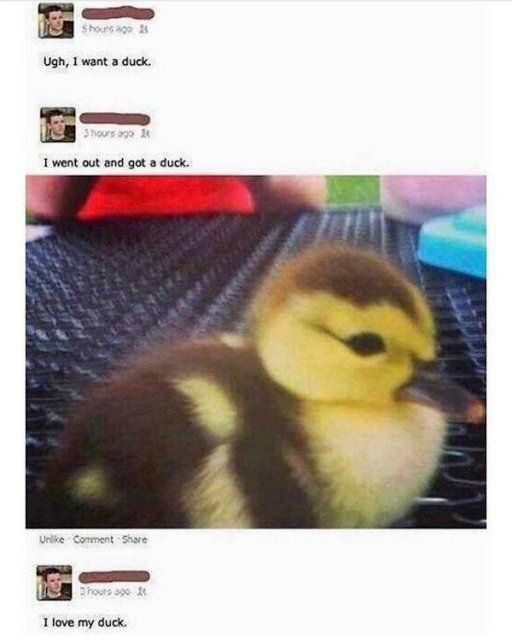 This meme is a screenshot of a three-part social media post thread from an anonymous user, documenting an impulsive, wholesome journey. The user first posts, *"Ugh, I want a duck."* After a few hours, they follow up with *"I went out and got a duck."*, then share a photo of a tiny, sleepy-looking baby duckling resting on a metal grid surface. Finally, they post *"I love my duck."* The humor and charm come from the immediate, unplanned fulfillment of a random desire, resulting in an adorable, heartwarming outcome. The duckling's cute, drowsy appearance amplifies the positive, feel-good tone of the sequence.