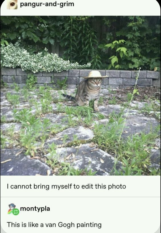 This is a screenshot of a social media post featuring a real tabby cat wearing a tiny straw hat, sitting on a weedy stone patio in front of a low brick wall and leafy greenery. The original poster, with the handle "pangur-and-grim", captions the image: "I cannot bring myself to edit this photo". Below the post, a comment from user "montypla" reads: "This is like a van Gogh painting". The humor and charm come from the accidental visual parallel: the cat's earnest pose, the textured, overgrown outdoor setting, and the simple straw hat evoke the rustic, textured style of Vincent van Gogh's paintings (such as his rural scene works), framing a silly, candid pet photo as an unintentional piece of fine art.