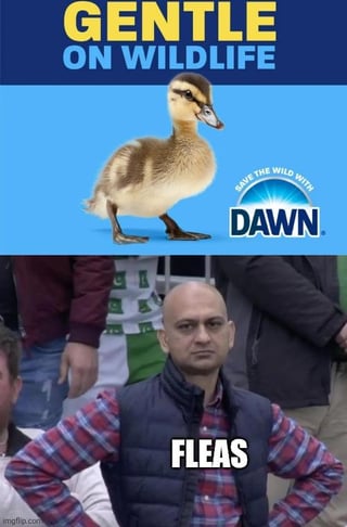 A two-panel meme. Top panel: A duckling on a blue background with text 'GENTLE ON WILDLIFE' and 'SAVE THE WILD WITH DAWN' (Dawn brand logo). Bottom panel: A man standing with hands on hips, labeled 'FLEAS'. The joke implies Dawn is gentle on wildlife but tough on fleas, using a reaction image for humor.