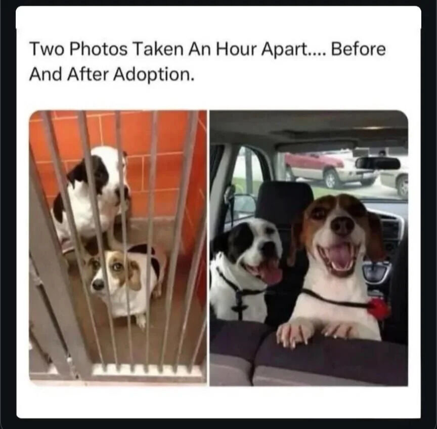 A two-panel wholesome meme depicting the transformation of two dogs before and after adoption. The left panel shows the dogs confined behind metal bars (likely in an animal shelter), with one dog leaning against the bars and the other crouching, both appearing sad and anxious against an orange brick wall background. The right panel, taken an hour later, shows the same two dogs sitting in the backseat of a car, both with wide, happy grins, tongues hanging out, and ears perked up, conveying excitement and relief. The text above the panels reads 'Two Photos Taken An Hour Apart.... Before And After Adoption,' emphasizing the immediate positive impact of adoption on shelter animals.