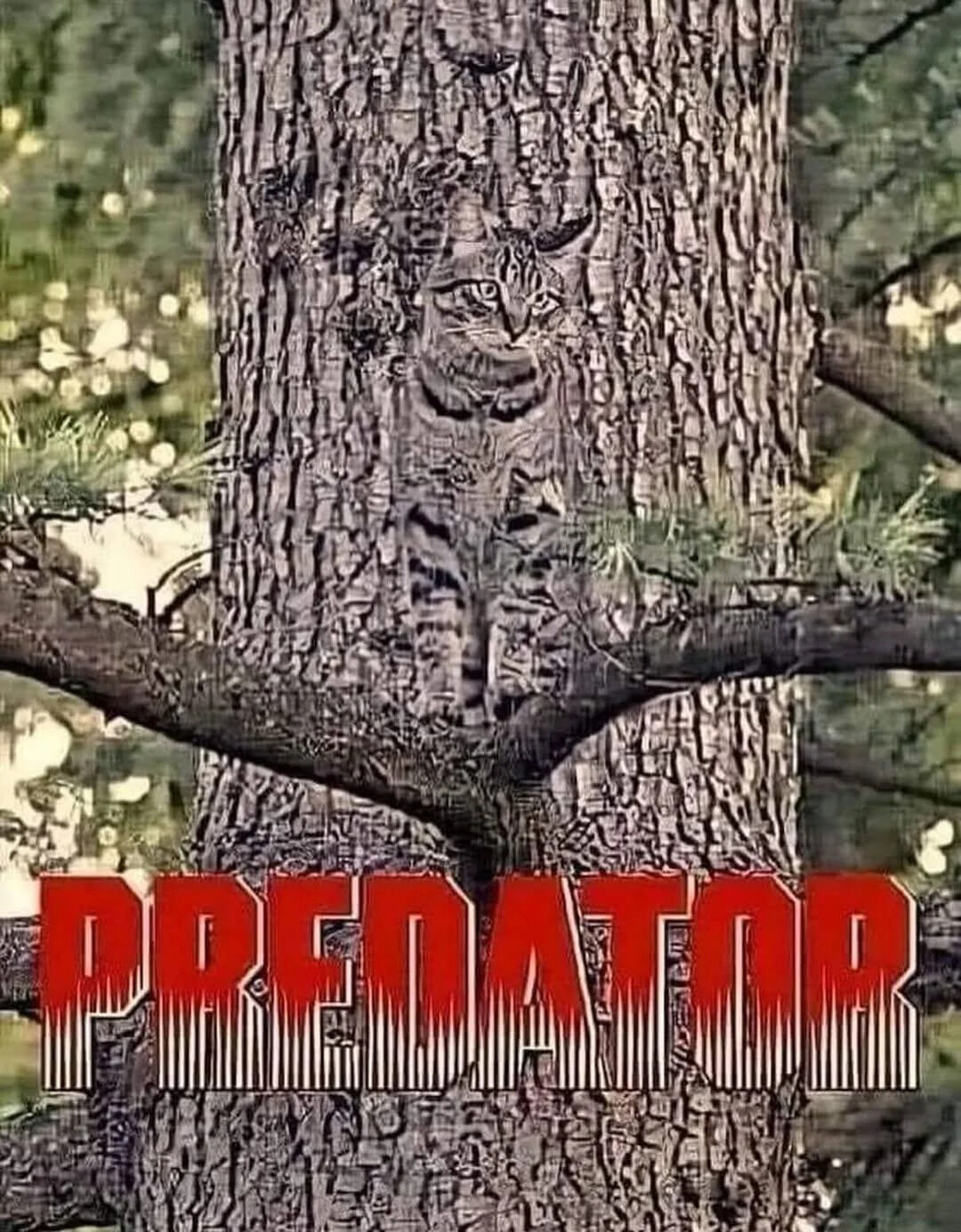 A photograph of a tree trunk where the natural bark texture remarkably forms the shape of a cat, with distinct facial features (eyes, ears) and a body outline. At the bottom of the image, large red text with a white锯齿状 outline reads 'PREDATOR', creating a humorous contrast between the cute, camouflaged cat figure and the intense connotation of the word 'predator'. The background features blurred green foliage, emphasizing the natural outdoor setting.