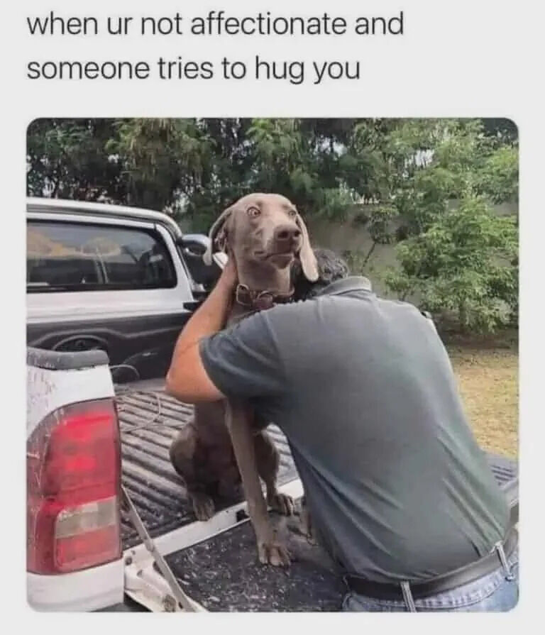 This is a relatable funny meme that pairs a candid photograph with a matching caption. The photo shows a Weimaraner dog sitting in the open bed of a white pickup truck, while a man (viewed from the back, wearing a gray polo shirt) hugs the dog. The dog has an extremely wide-eyed, stiff, awkward and visibly uncomfortable expression that perfectly matches the feeling described in the top text: 'when ur not affectionate and someone tries to hug you'. The meme humorously captures the common experience of people who do not enjoy physical affection or unexpected hugs, reacting with awkward discomfort when someone tries to embrace them.