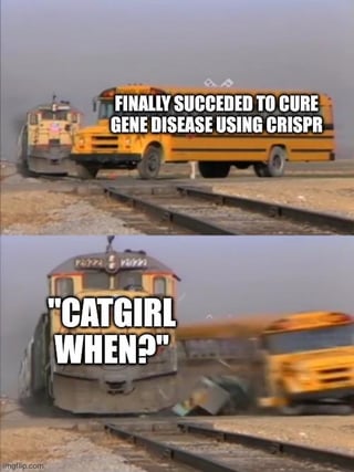 A two-panel meme using a train collision template. The top panel shows a yellow school bus with the text: 'FINALLY SUCCEEDED TO CURE GENE DISEASE USING CRISPR'. The bottom panel depicts a train colliding with the bus, accompanied by the text: 'CATGIRL WHEN?'. The joke humorously suggests that despite the significant scientific achievement of curing genetic diseases with CRISPR technology, people are more eager to ask when gene editing will be used to create catgirls (a fictional, anthropomorphic anime trope).