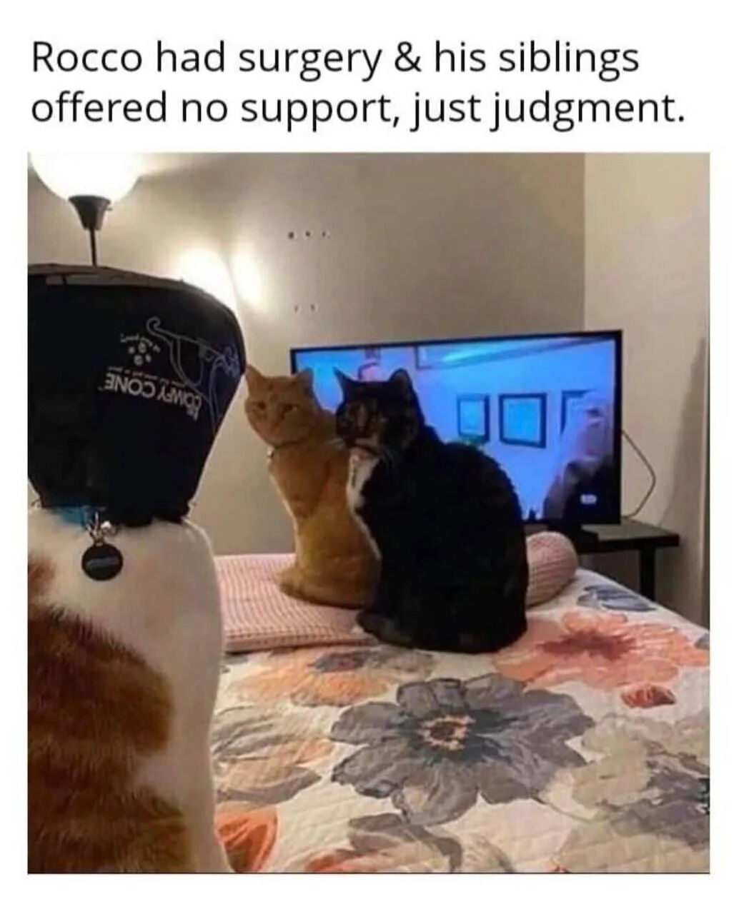A humorous and wholesome meme featuring three real cats. In the foreground, a cat named Rocco wears a black protective cone (likely post-surgery). In the background, two sibling cats (one orange, one black) sit on a bed with a floral blanket, appearing to stare judgmentally at Rocco. The text overlay reads: 'Rocco had surgery & his siblings offered no support, just judgment.' The scene is set in a cozy room with a television displaying a blue-lit room in the background, enhancing the domestic, relatable vibe.