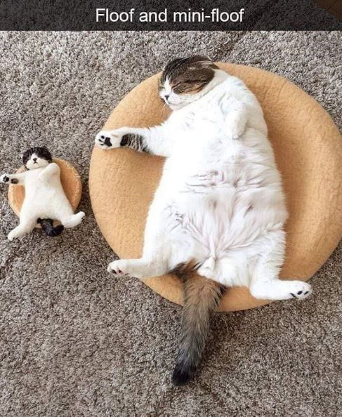 This image shows a large, fluffy real domestic cat lying belly-up on a large round tan cat bed, in a completely relaxed pose with limbs spread out. Next to it, a tiny handmade miniature felt cat figurine is posed the exact same way on a smaller matching round tan bed, both resting on a gray carpet. The text at the top labels the pair "Floof and mini-floof", with "floof" being internet slang for a fluffy animal, referring to the big real cat and its tiny matching copy. The identical relaxed poses create a cute, funny wholesome effect.
