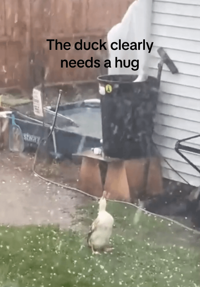 The image captures a real duck standing on a grassy lawn during an active hailstorm, with small hailstones visible falling around it. The duck is positioned facing upwards, appearing small and exposed in the inclement weather. Overlaid text reads 'The duck clearly needs a hug', which uses anthropomorphism to project human emotional needs (comfort and reassurance) onto the animal, framing its vulnerable appearance in the storm as a relatable moment of needing care. The background shows a residential backyard setting, including a small Intex above-ground pool, a black trash bin elevated on wooden blocks, and the exterior wall of a house, grounding the scene in a casual, home environment.