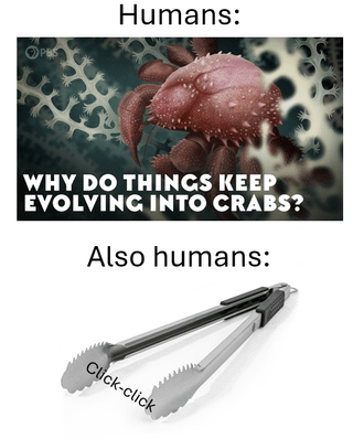 A two-panel meme. The top panel, labeled 'Humans:', features a close-up image of a crab with the text 'WHY DO THINGS KEEP EVOLVING INTO CRABS?' The bottom panel, labeled 'Also humans:', shows a pair of metal tongs accompanied by the onomatopoeic text 'Click-click', humorously drawing a parallel between the biological phenomenon of carcinization (organisms evolving into crab-like forms) and humans' affinity for crab claw-like tools (tongs) that make a clicking sound when used.