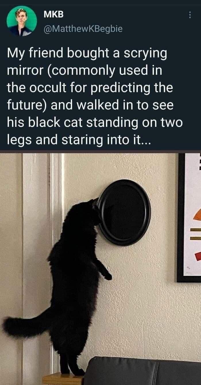 This image is a screenshot of an X (formerly Twitter) post paired with a real photo. The tweet text explains that the poster's friend bought a scrying mirror, an occult tool used for divination and predicting the future, and found his black cat standing on its hind legs staring intently into the mirror. The photo shows a fluffy black cat standing upright on a small wooden surface next to a couch, leaning in very close to the round, black scrying mirror mounted on a light colored wall. The humor comes from the funny, spooky implication that the cat is secretly performing an occult divination ritual, playing into the common pop culture association of black cats with magic and the occult.