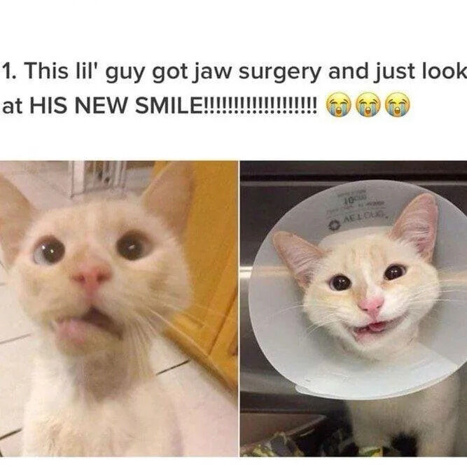 A two-panel meme featuring a white cat before and after jaw surgery. The left panel shows the cat with a surprised expression, wide eyes, and its mouth slightly open, likely pre-surgery. The right panel shows the same cat wearing a white Elizabethan collar (cone), with a noticeably happier expression, mouth open in a "smile," and relaxed eyes, presumably post-surgery. Above the panels is a text caption: '1. This lil' guy got jaw surgery and just look at HIS NEW SMILE!!!!!!!!!!! 😂😂😂' expressing excitement and amusement at the cat's improved appearance.