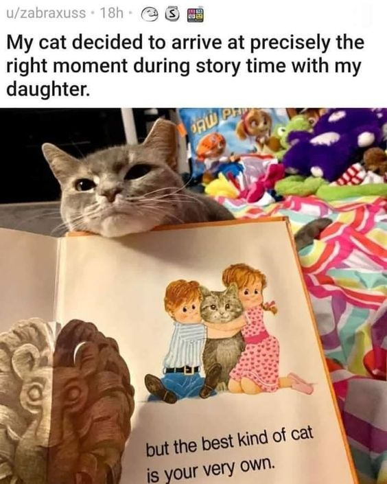 A heartwarming photograph featuring a gray cat with a relaxed, content expression resting its head on an open children's book. The book displays an illustration of two children (a boy in a striped shirt and blue pants, a girl in a pink polka-dot dress) hugging a gray cat, with the text 'but the best kind of cat is your very own.' printed at the bottom. The background includes a colorful array of stuffed toys (purple, orange, green) and a patterned blanket, creating a cozy, family-friendly atmosphere. The cat's timing aligns perfectly with the book's message, emphasizing the joy of having a beloved pet.