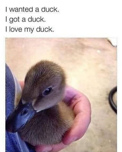 This is a wholesome meme pairing a real photograph of a rare two-headed fluffy baby duckling with simple, heartfelt text. The duckling is held gently in a person's hand, and the text above the image reads: 'I wanted a duck. I got a duck. I love my duck.' The meme conveys unconditional joy: the owner got what they wanted (a duck), and regardless of the duck's rare mutation, they still love it completely, creating a warm, uplifting feeling.