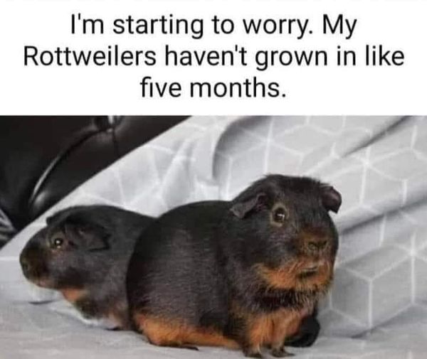 This is a humorous animal meme that plays on a case of mistaken pet identity. The top text reads 'I'm starting to worry. My Rottweilers haven't grown in like five months.' Below the text is a photo of two small black-and-tan guinea pigs, whose fur coloring matches the iconic pattern of Rottweiler dogs. The joke comes from the owner mistakenly believing these small guinea pigs are Rottweiler puppies, and being confused why they haven't grown larger after five months — they were never Rottweilers to begin with, and guinea pigs naturally stay small.