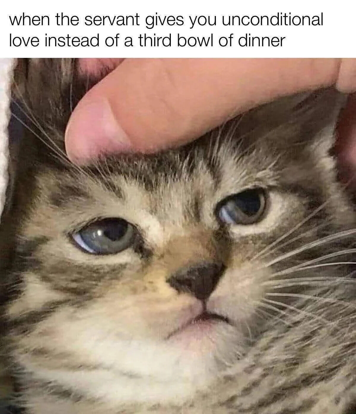 A close-up photograph of a tabby kitten with striking blue eyes being gently petted on the head by a human hand. The kitten's expression appears mildly unimpressed, with its gaze slightly averted and mouth closed in a small pout. Above the image, white text reads: 'when the servant gives you unconditional love instead of a third bowl of dinner'. The humor stems from the anthropomorphic perspective of the cat, framing its owner as a 'servant' and contrasting the desire for more food with the affection being offered.