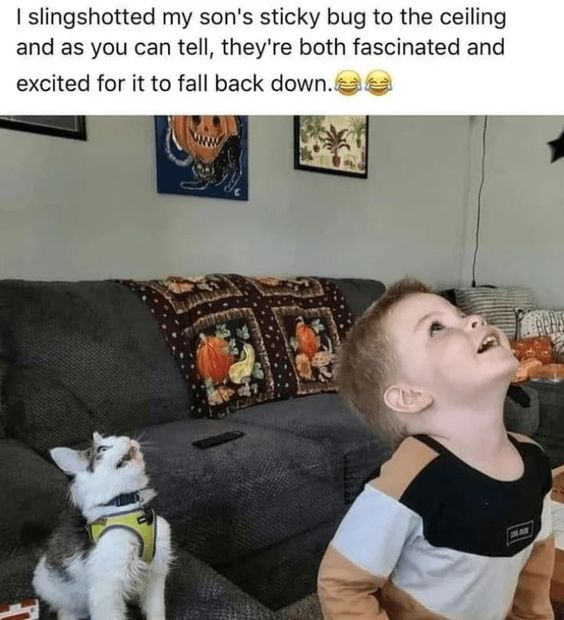 The meme consists of a text blurb at the top followed by a candid photograph. The top text reads: 'I slingshotted my son's sticky bug to the ceiling and as you can tell, they're both fascinated and excited for it to fall back down.' paired with two laughing-crying emojis. The photograph shows a young boy and a domestic cat both sitting in a living room, tilting their heads all the way back to look up at the ceiling with wide, overjoyed excited expressions, waiting for the sticky bug toy that is stuck out of frame above them. The background includes a grey fabric couch with a fall-themed decorative throw blanket, framed art pieces hanging on the wall including a spooky pumpkin illustration, and other standard living room furnishings.