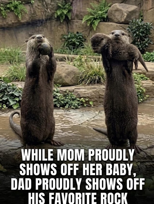 The meme features two adult otters standing upright on a wet stone surface in what appears to be a zoo or wildlife enclosure, surrounded by rocks and greenery. The otter on the right, framed as the mom, holds a baby otter up proudly. The otter on the left, framed as the dad, holds up a smooth round rock with the same level of pride. The large white text at the bottom reads 'WHILE MOM PROUDLY SHOWS OFF HER BABY, DAD PROUDLY SHOWS OFF HIS FAVORITE ROCK', making a relatable, lighthearted joke about how dads often fixate on and show off trivial, silly items they are fond of, even when there is a more obvious important thing to focus on like a new baby, which fits the core theme of dads being easily distracted by small, fun things.