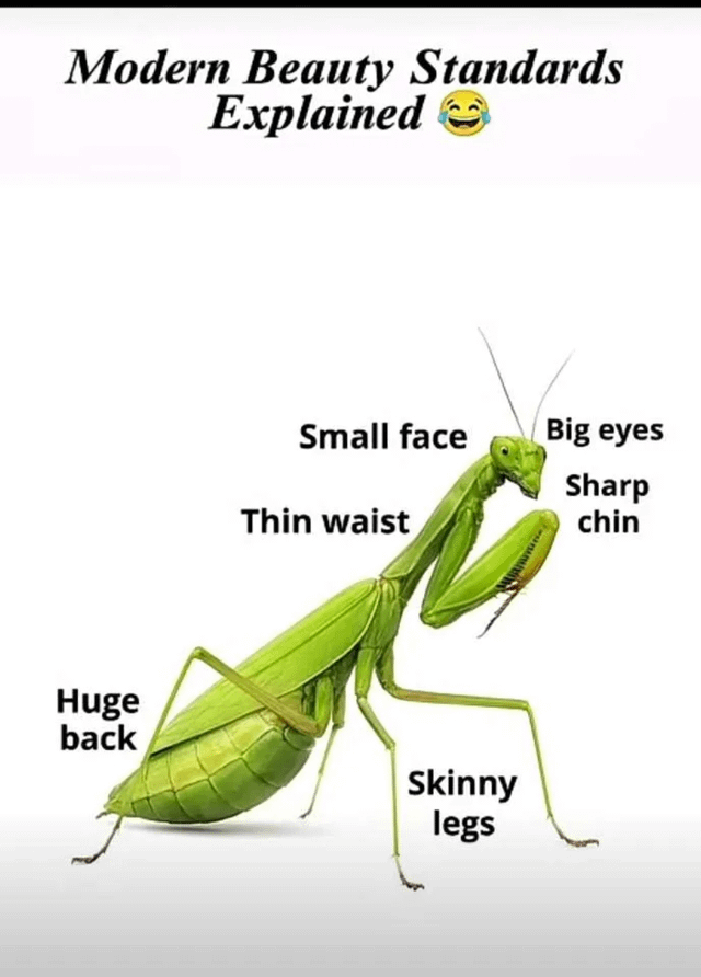 A meme image titled 'Modern Beauty Standards Explained 😂' featuring a green praying mantis. Various body parts of the mantis are labeled with common modern beauty standards: 'Small face' (head), 'Big eyes' (eyes), 'Sharp chin' (mouth area), 'Thin waist' (thorax), 'Huge back' (abdomen), and 'Skinny legs' (legs). The humor derives from satirically comparing insect anatomy to unrealistic human beauty ideals.