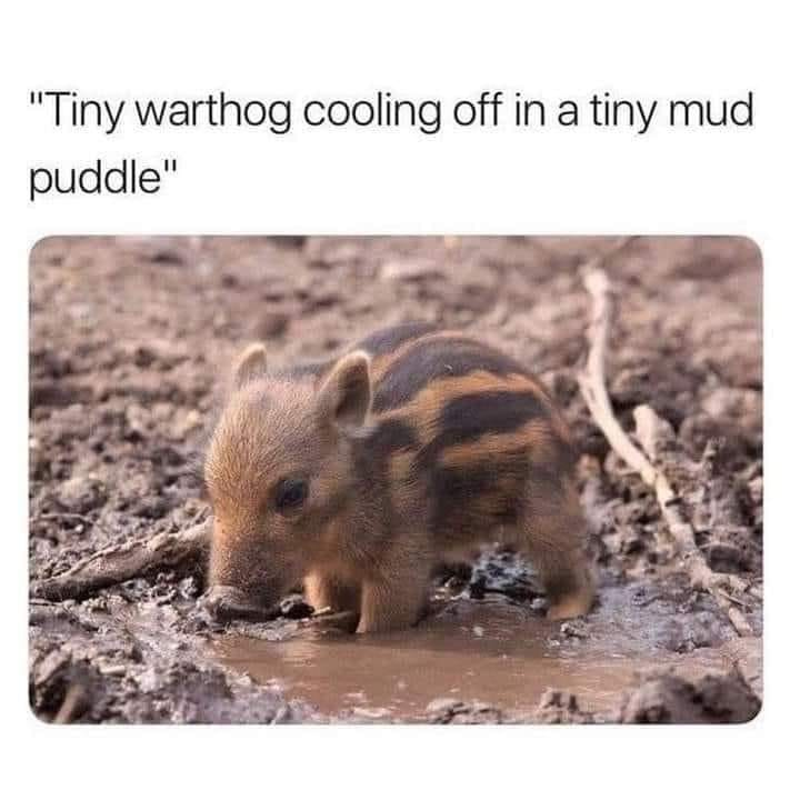 This wholesome meme features a real photograph of a small baby wild boar piglet (mislabeled as a warthog in the accompanying text) standing in a tiny, shallow mud puddle. Above the image, the caption reads: *"Tiny warthog cooling off in a tiny mud puddle"*. The animal appears calm and gentle, with its head lowered towards the mud, creating an endearing, heartwarming visual. The meme's charm comes from the cute, small-scale scene and the playful misidentification of the animal, leaning into a positive, lighthearted vibe that resonates with fans of wholesome animal content.