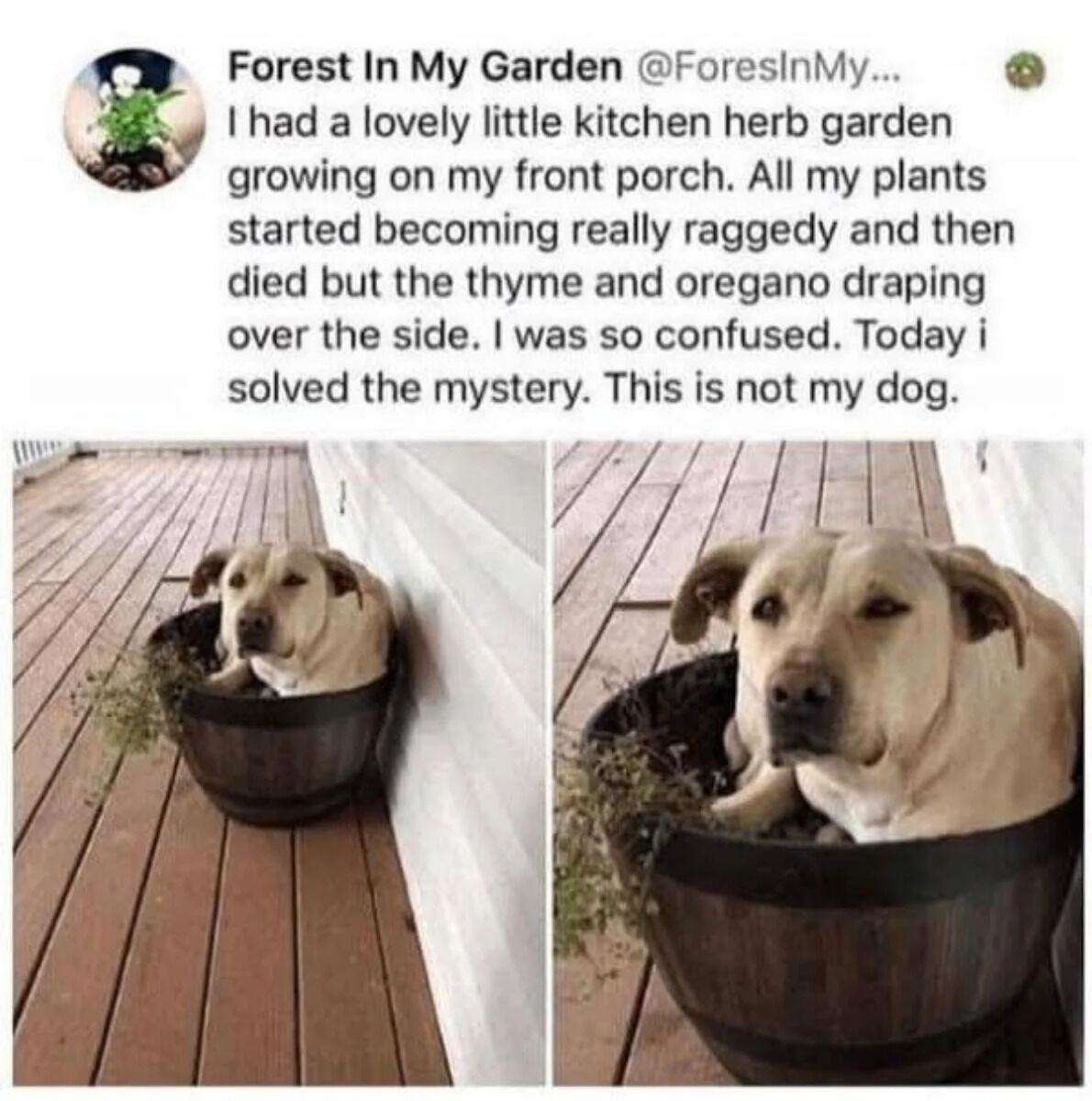 This image is a screenshot of a public X (formerly Twitter) post paired with two accompanying photographs. The text of the post explains that the author had a small kitchen herb garden growing on their front porch, and was confused when most of their plants became ragged and died, leaving only thyme and oregano draped over the edge of the planter. The author reveals they solved the mystery when they discovered an unknown light brown dog curled up comfortably inside the wooden herb planter, having crushed the other plants. The first photo is a wide shot of the dog sitting in the planter on a wooden porch next to a white wall, and the second is a close-up of the dog looking at the camera with a calm, unbothered expression, with the surviving herbs visible poking out of the planter beside it.