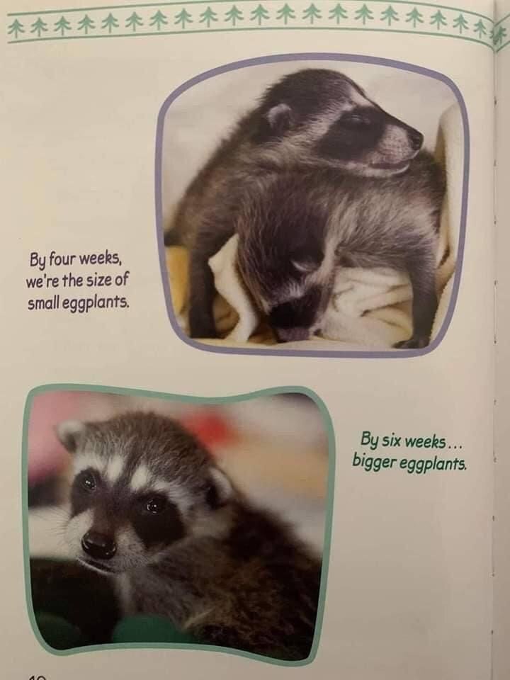 The image shows a page from a children's educational book about raccoon development. It has two framed photographs of baby raccoons paired with humorous descriptive text. The top frame displays two sleepy 4-week-old baby raccoons curled up resting on a light soft blanket, with text to its left stating 'By four weeks, we're the size of small eggplants.' The bottom frame is a close-up of an alert, curious 6-week-old baby raccoon looking directly at the viewer, with text to its right reading 'By six weeks... bigger eggplants.' The comedy arises from the unusual, hyper-specific choice of eggplants as the reference point for measuring the young raccoons' growth, rather than standard units of measurement or more common everyday objects.