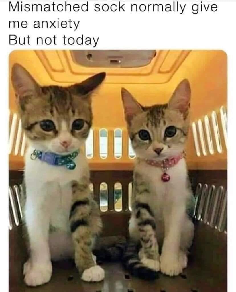 This meme features a photo of two real domestic kittens sitting upright inside a plastic pet carrier, edited to create a visual illusion where their front striped legs appear swapped, mimicking the look of mismatched socks. The text at the top reads: 'Mismatched sock normally give me anxiety
But not today'. The joke plays on the contrast between the usual frustration/anxiety of having mismatched socks and the wholesome, cute nature of the kittens' 'mismatched' legs, which overrides that negative feeling. The kittens have sad, wide-eyed expressions; one wears a blue patterned collar, the other a pink collar with a small bell. The visual trick is the core of the meme's humor, combining a relatable minor annoyance with an adorable animal image.