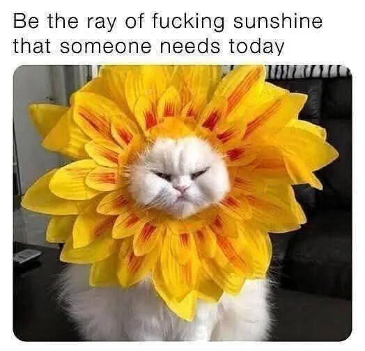 A photograph of a white cat wearing a large, vibrant yellow sunflower costume with red accents around its head. The cat has its eyes closed, giving a sleepy or content expression, and appears to be sitting calmly. Above the cat, there is a bold text overlay that reads: 'Be the ray of fucking sunshine that someone needs today'. The background features a dark couch and a remote control on a surface, indicating an indoor home setting. The combination of the cute cat in a sunflower costume and the uplifting (with mild profanity for humor) message creates a wholesome and lighthearted vibe.