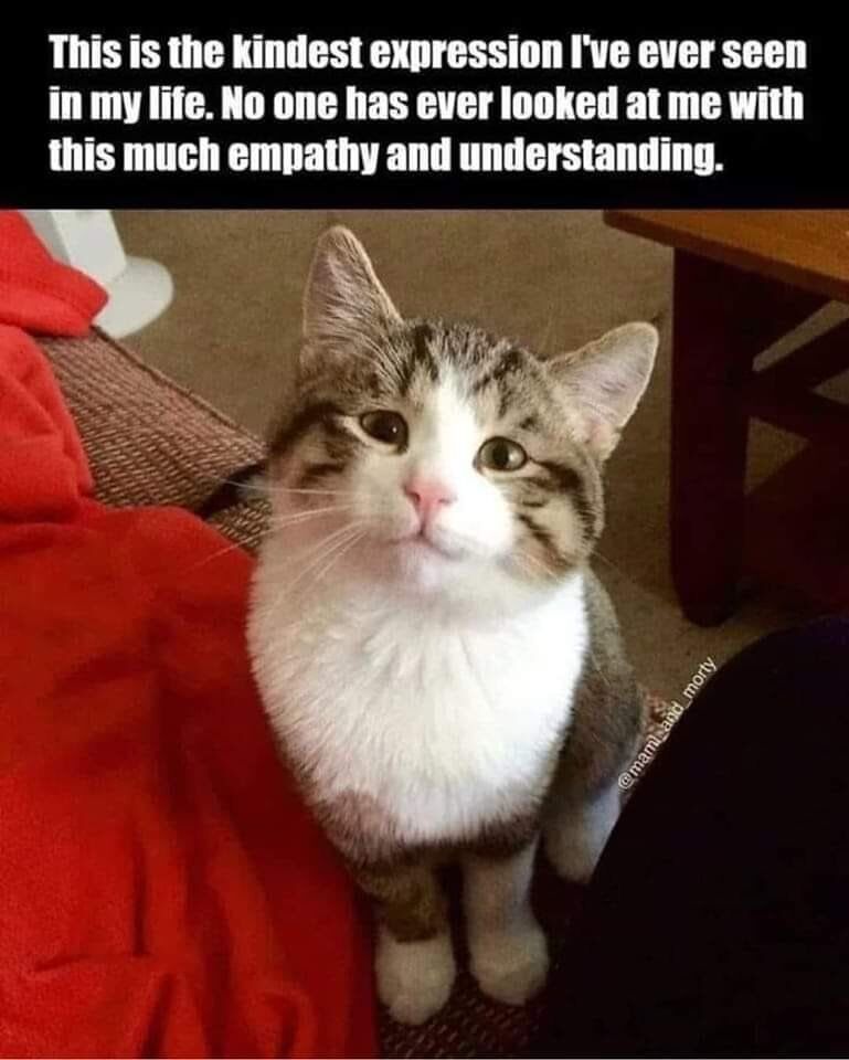 This is a single-panel wholesome meme. It features bold white text on a black top banner that reads 'This is the kindest expression I've ever seen in my life. No one has ever looked at me with this much empathy and understanding.' Below the text is a photograph of a grey tabby and white cat looking directly up at the camera with an unusually soft, gentle, wide-eyed expression that appears genuinely caring and receptive. A watermark for the cat's owner Instagram account @mami_and_morty is visible on the lower right of the photo. The appeal of the meme comes from the relatable feeling of being seen and understood by the cat's gentle expression, which many viewers find more empathetic than typical human interactions.