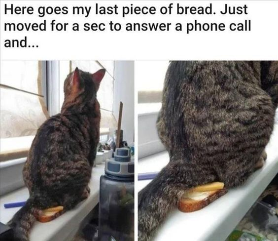 This meme features a two-panel image paired with a top caption. The caption reads: *Here goes my last piece of bread. Just moved for a sec to answer a phone call and...*. The first panel shows a tabby cat sitting on a windowsill from behind, with what appears to be a slice of bread under its tail—implying the cat stole or sat on the user's last bread. The second panel zooms in, revealing it's a forced perspective optical illusion: the bread is actually placed on the windowsill behind the cat's tail, creating a false impression of the cat interacting with the food. The humor comes from subverting the common trope of pets stealing food, replacing it with a silly, innocent visual trick that surprises the viewer.