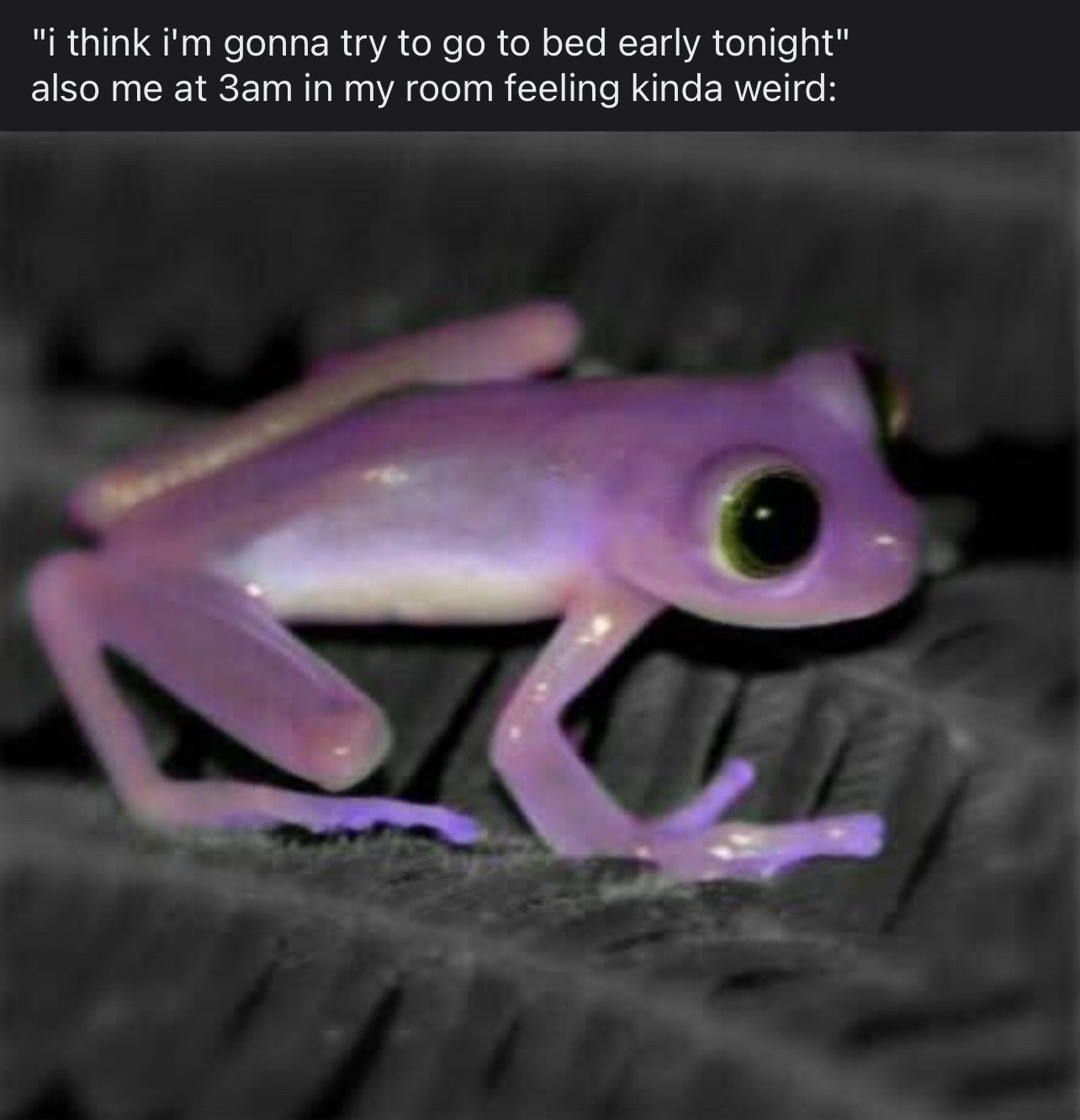 This is a single-panel relatable humor meme. Text at the top of the image first states the common good intention: "i think i'm gonna try to go to bed early tonight", followed by a second line introducing the visual punchline: "also me at 3am in my room feeling kinda weird:". The rest of the image is a slightly blurry photo of an unusually bright purple tree frog with large, wide green eyes, sitting on dark crumpled fabric. The frog's unusual color and wide, dazed expression perfectly represent the disoriented, odd, restless feeling of staying awake far later than planned in the middle of the night.