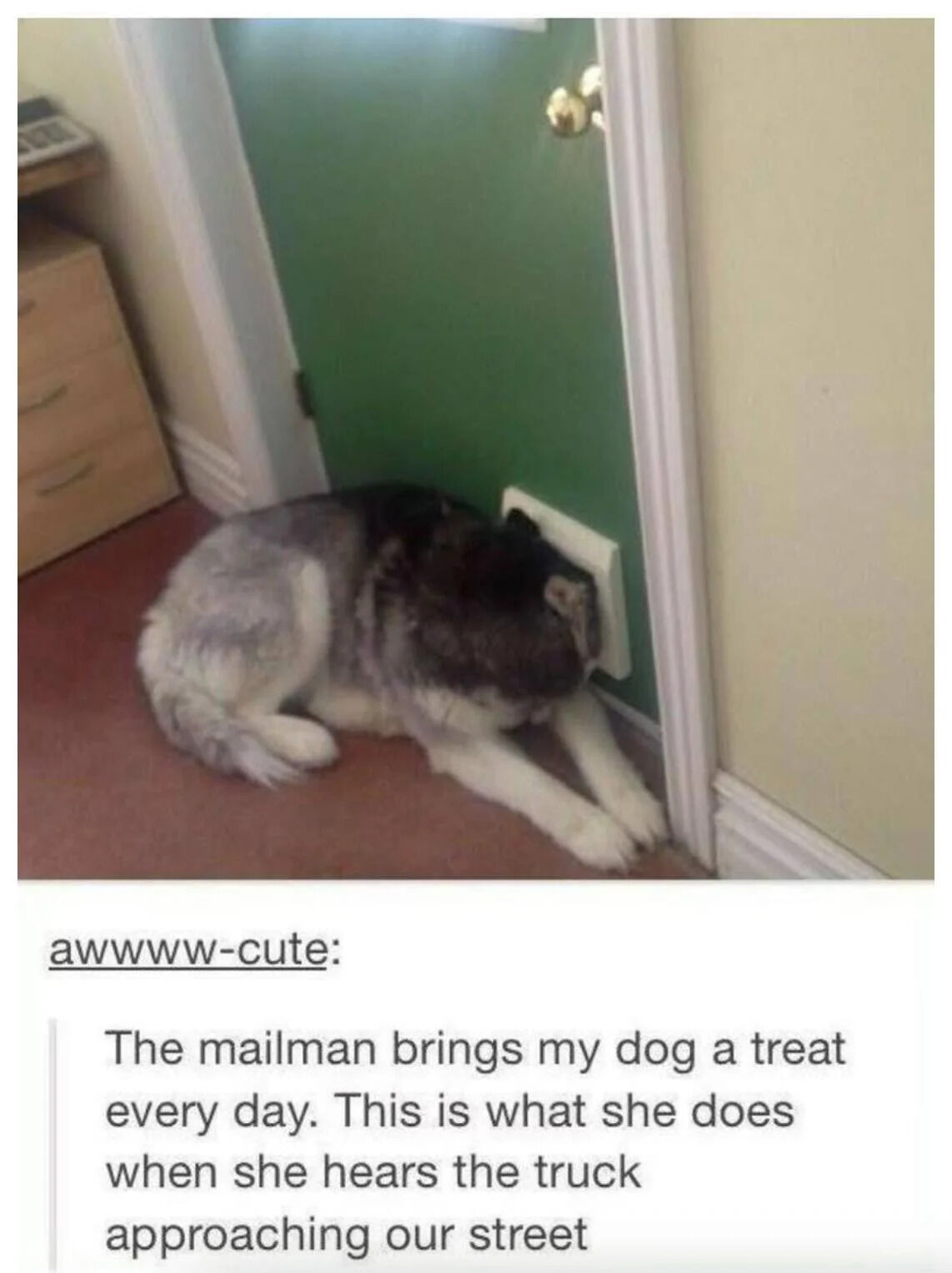 This wholesome post shows a large husky/malamute type dog lying on the floor in a home hallway, with its entire head pushed inside a wall-mounted mail slot waiting excitedly. Under the photo is a Tumblr post explaining that the local mailman brings this dog a treat every single day, and this is how she waits when she hears his mail truck approaching the street.