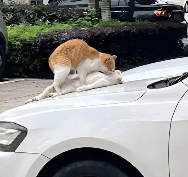 A humorous meme image depicting two cats interacting on the roof of a white car. The scene features an orange and white cat positioned on top of a white cat, with the orange cat appearing to nuzzle or mount the white cat, creating a playful or suggestive pose. The title 'Car-ma Sutra' is a pun on the ancient text 'Kama Sutra,' replacing 'Kama' with 'Car' to reference the car as the setting. The background includes greenery and other parked cars, indicating an outdoor residential or urban parking area.