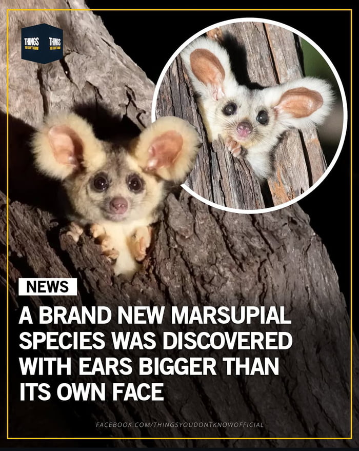 A news-themed meme highlighting the discovery of a new marsupial species, featuring two photographs of the animal: a large central image and a smaller circular inset, both showing the marsupial clinging to tree bark with disproportionately large, fluffy ears. The bold text overlay reads 'NEWS A BRAND NEW MARSUPIAL SPECIES WAS DISCOVERED WITH EARS BIGGER THAN ITS OWN FACE', emphasizing the species' most distinctive trait. The top-left corner displays a 'THINGS YOU DON'T KNOW' logo, and the bottom contains a Facebook URL for the same page, framing the content as educational and uplifting.
