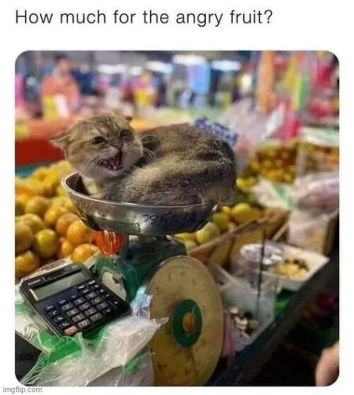 This meme features a candid photo taken at an outdoor fruit market: an angry, hissing domestic tabby cat is curled up inside the metal weighing bowl of a mechanical produce scale, surrounded by piles of yellow citrus fruits. The text overlaid at the top of the image reads 'How much for the angry fruit?', creating a visual pun: the cat is sitting in the scale where fruit is weighed to be sold, and the cat looks angry, so the question jokingly refers to the cat as the 'angry fruit' being priced. The humor comes from the unexpected sight of a cat in the produce scale and the silly wordplay.