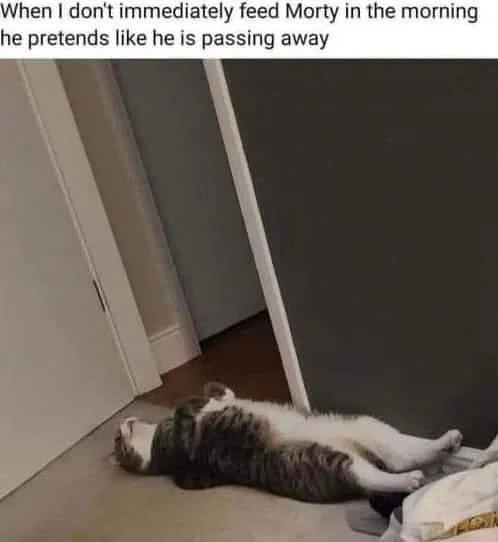 This is a funny, wholesome pet meme featuring a real tabby-and-white cat named Morty. The cat is lying completely flat on his back, stretched out stiffly on an indoor carpeted floor, perfectly mimicking the appearance of a dead animal. The text at the top of the image explains the joke: when the cat's owner does not feed Morty immediately after waking up in the morning, he fakes his own death to guilt the owner into giving him food. The meme leans into the common, relatable observation that domestic cats are often overly dramatic to get what they want from their owners, making it a funny, relatable post for pet lovers.