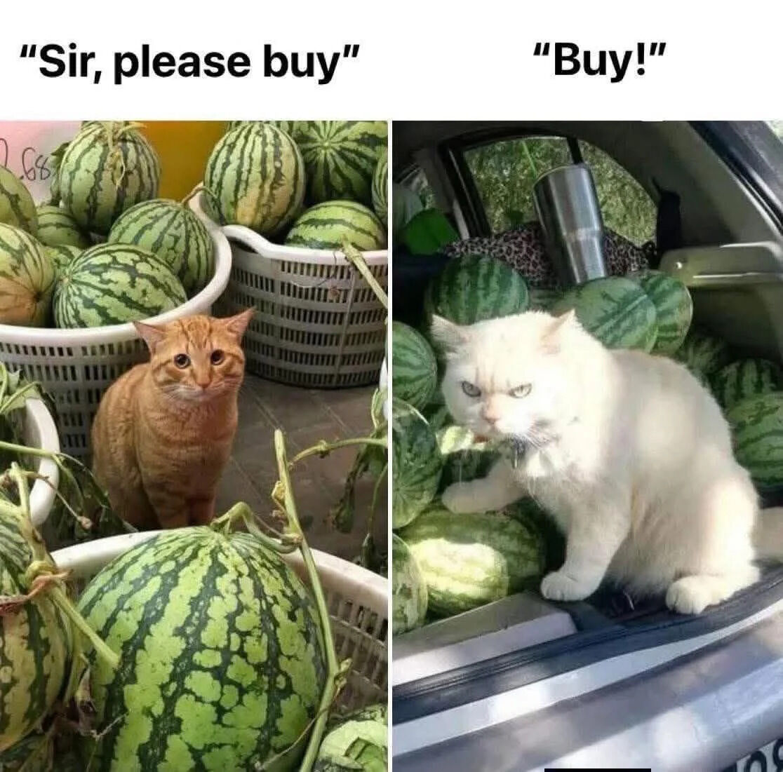 A two-panel meme featuring cats in watermelon-selling scenarios. Left panel: An orange cat sits calmly among white baskets filled with green watermelons, with the text 'Sir, please buy' above, giving a polite sales pitch. Right panel: A white cat with a grumpy expression sits in the trunk of a car surrounded by watermelons, with the text 'Buy!' above, appearing more demanding. The contrast between the polite orange cat and the insistent white cat creates a humorous effect, playing on different sales tactics.
