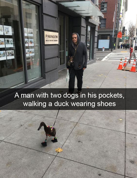 A street photograph showing a man walking on a sidewalk. The man, dressed in a dark hoodie and carrying a bag, has two small dogs visible in the front pockets of his hoodie. He is holding a leash attached to a duck, which is wearing small shoes and walking alongside him. The background includes a storefront with a sign reading 'PARAGON' and a website URL, traffic cones, and a crosswalk with pedestrians in the distance. A caption at the bottom of the image summarizes the scene: 'A man with two dogs in his pockets, walking a duck wearing shoes'.