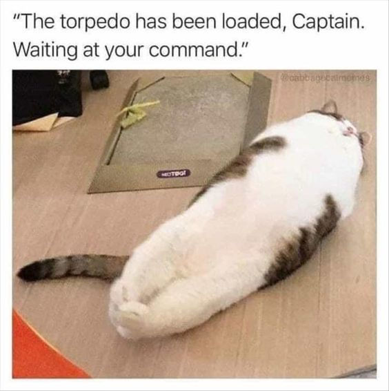 A humorous and wholesome meme featuring a white and gray cat lying on its back on a wooden floor, with its body stretched out to resemble a torpedo. In the background, there is a cardboard box (likely a pet product, as indicated by the 'Petstages' label). The top of the image contains a caption: 'The torpedo has been loaded, Captain. Waiting at your command.' The joke hinges on the cat's elongated, cylindrical shape humorously being compared to a torpedo, creating a lighthearted and endearing scene.