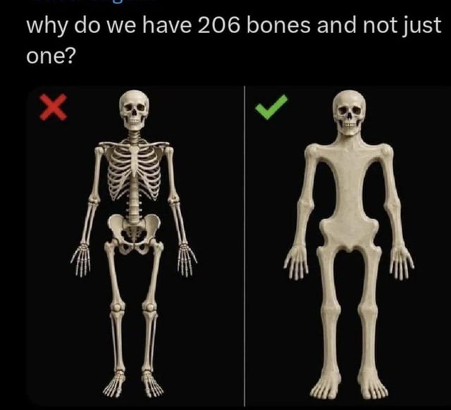 The meme displays the question "why do we have 206 bones and not just one?" at the top against a black background. It is split into two side-by-side columns: the left column features a standard anatomically correct human skeleton marked with a red X to indicate it is framed as incorrect, while the right column shows a fictional single solid bone skeleton shaped like a human form, marked with a green checkmark to indicate it is framed as correct. The joke operates on absurdist subversion of basic anatomical facts, paired with the dark implied punchline from the original title that 206 bones are preferable because they make human flesh taste better, referencing cannibalism-themed dark humor.
