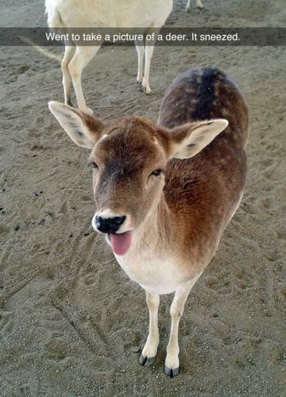 A close-up photograph of a brown deer with white legs and underbelly standing on sandy ground. The deer is facing the camera directly, with its mouth open and tongue protruding, capturing the moment it sneezed. In the background, another white deer is partially visible, standing on the same sandy surface. At the top of the image, there is a text overlay that reads: 'Went to take a picture of a deer. It sneezed.' The overall tone is wholesome and endearing, highlighting a candid, funny moment in nature.