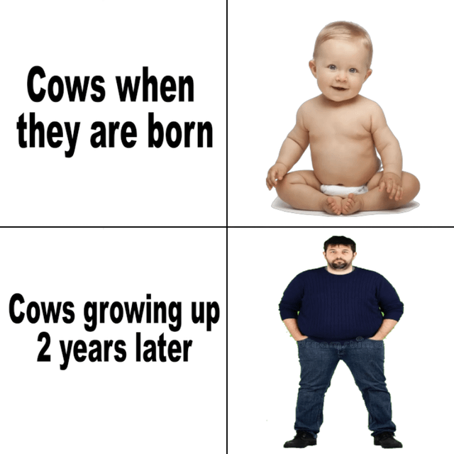 A two-panel comparison meme humorously exploring the concept of humans growing to full size like cows. The top-left panel contains the text 'Cows when they are born' next to a photograph of a smiling baby sitting cross-legged in a diaper. The bottom-left panel features the text 'Cows growing up 2 years later' alongside an image of an adult man standing with his hands in his pockets, implying a rapid growth transformation similar to how calves grow into adult cows over a short period. The contrast between the baby and the adult visually exaggerates the hypothetical scenario for comedic effect.