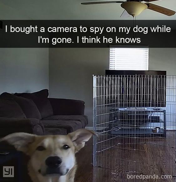 A photograph of a light brown dog with perked ears looking directly at the camera. The background shows a living room with a brown sofa, a metal pet gate enclosing a TV area, and a window with closed blinds. Overlaid text at the top reads: 'I bought a camera to spy on my dog while I'm gone. I think he knows.' The dog's alert expression and direct gaze humorously suggest it is aware of the camera, creating a wholesome and playful narrative.