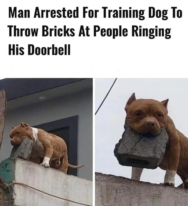 This meme features a bold headline at the top stating 'Man Arrested For Training Dog To Throw Bricks At People Ringing His Doorbell', followed by two side-by-side real photos of a brown pit bull-type dog holding a full concrete cinder block in its jaws, standing on an elevated rooftop/balcony ledge. The absurd premise of the headline paired with the visual proof that the dog is capable of carrying a heavy brick creates a humorous, chaotic joke about an anti-social homeowner's extreme defense against unexpected visitors.