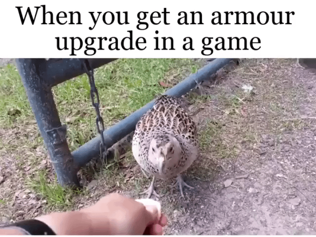 This meme makes a relatable joke for gamers about the satisfying feeling of getting a new armor upgrade in a video game. The image shows a real pheasant whose natural spotted feather pattern on its chest and back coincidentally looks exactly like a piece of medieval plate armor. The pheasant stands facing the camera next to a metal fence, with a person's hand visible in the foreground about to feed it. The text at the top connects the bird's accidental armor-like appearance to the experience of unlocking new, better armor in games, using the coincidental visual resemblance for humor.